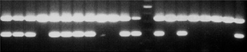 Knockout-B-3 primer tail PCR